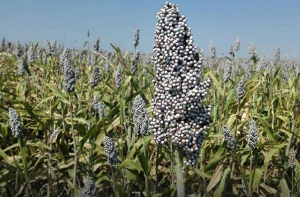 إعفاء وحدات الطاقة الشمسية من الجمارك لأغراض الزراعة