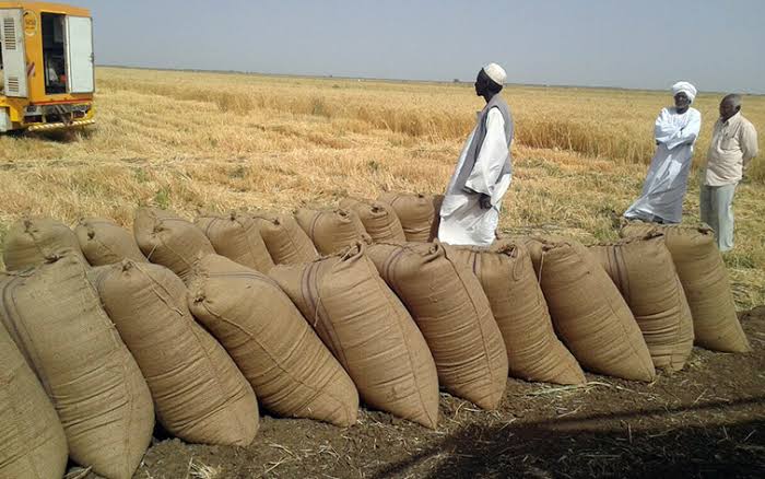 لعمليات الحصاد .. مزارعو القضارف يطالبون بتوفير السيولة النقدية