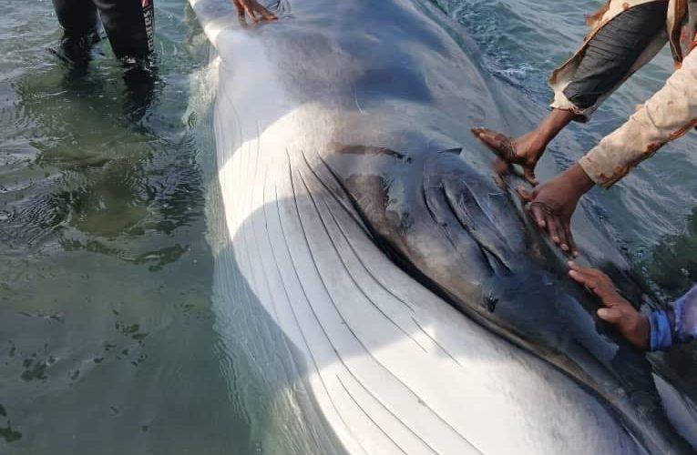 جهود حثيثة لإنقاذه .. نفوق أحد الحيتان النادرة قبالة شاطئ دنقناب بالبحر الأحمر