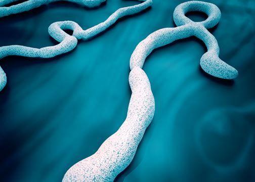 الصحة العالمية تبدأ تجربة لقاح ضد إيبولا السودان في أوغندا