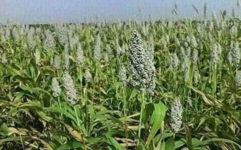 ولاية سنار: المساحة المستهدفة للموسم الزراعي الصيفي (4.5) مليون فدان