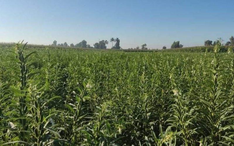 قطاع الزراعة بشمال كردفان يناقش ترتيبات الموسم الزراعي 2025