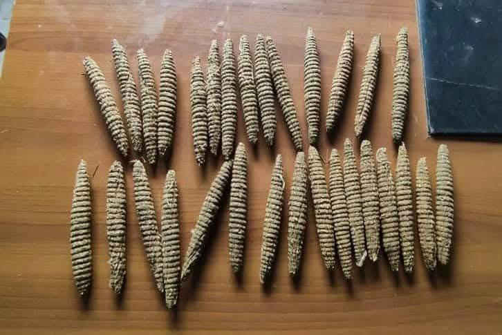 إدارة مكافحة المخدرات ولاية الخرطوم تفكك شبكتين إجراميتين وبحوزتهما (3880)قندول بنقو وتوقيف (7)متهمين