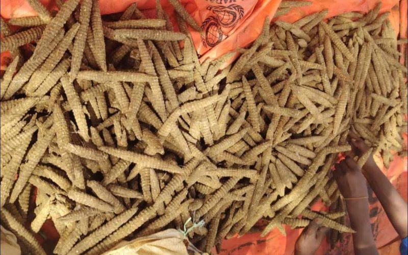 إدارة مكافحة المخدرات ولاية البحر الأحمر تدك معاقل مهربي وتجار المخدرات وتوقف (8) متهمين وبحوزتهم حشيش وحبوب مخدرة