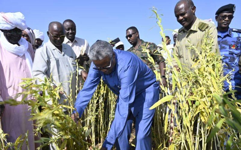 بدء عمليات حصاد السمسم بالقضارف وسط تفاؤل كبير من المزارعين