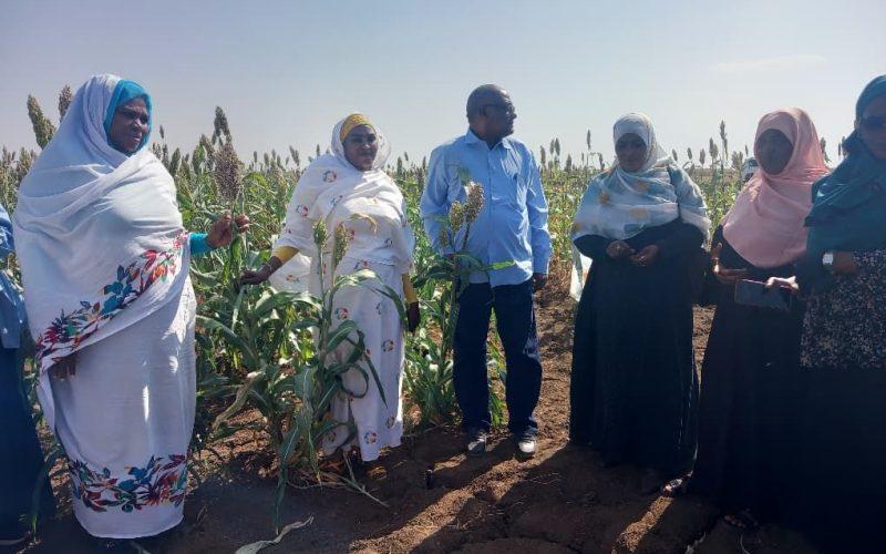 وزيرة الإنتاج المفوض بالجزيرة تقف على محاصيل الموسم المطري وترتيبات الحصاد بالمناقل