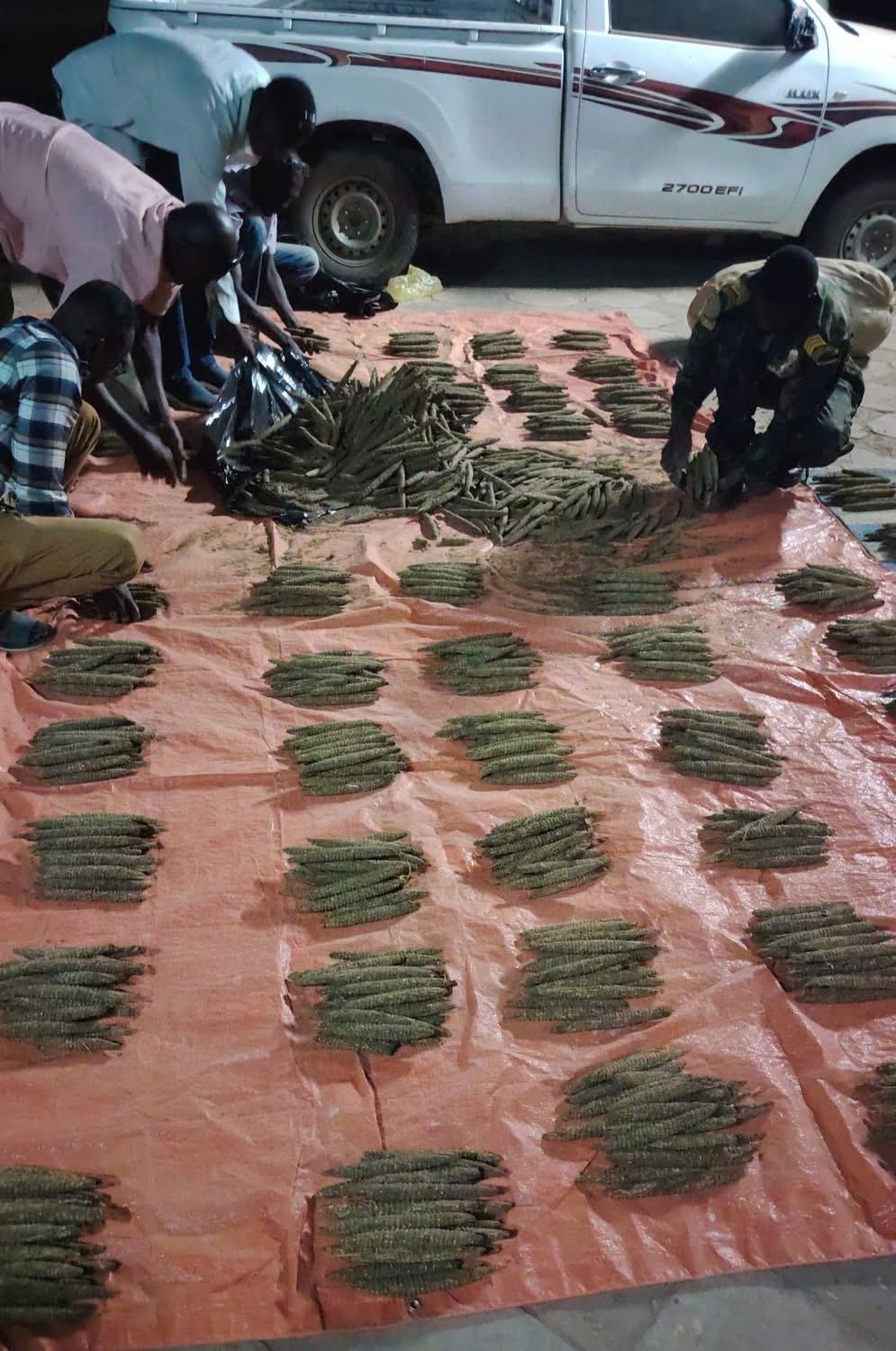 ضبط 2800 قندول بنقو بالجزيرة في عملية نوعية لمكافحة التهريب