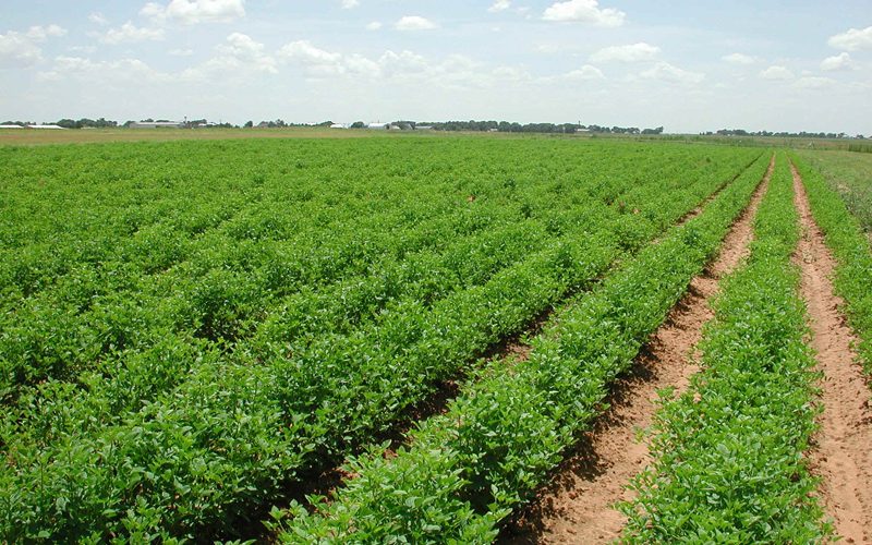 اللجنة المفوضة لمزارعي السودان تؤكد تطبيق السياسة التمويلية السابقة