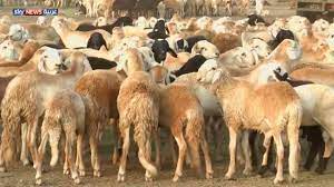 القافلة البيطرية لشمال دارفور تواصل تطعيم الماشية بمحلية الطينة