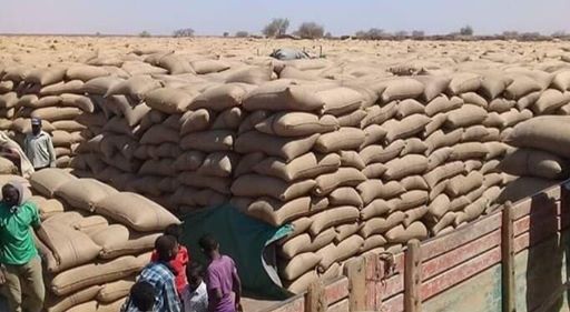 محافظ مشروع الجزيرة يعلن تخفيض أسعار تقاوي القمح