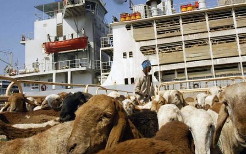 السودان يؤكد جاهزية توفير صادر المواشي واللحوم إلى سلطنة عمان