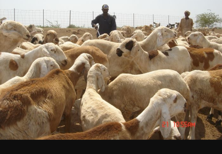 فِرَقاً جوالة لعلاج الماشية تصل شمال دارفور لأول مرة منذ عقود