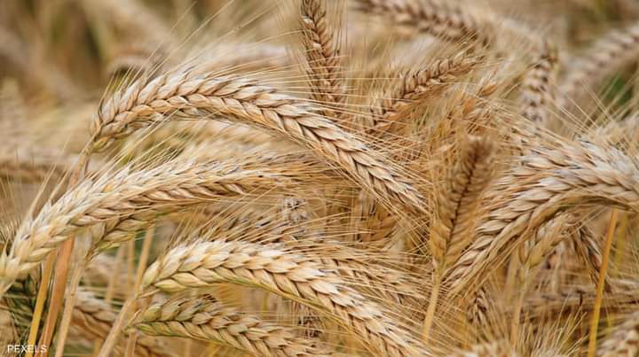 دفع “50%” من استحقاقات مزارعي القمح بمشروع الجزيرة