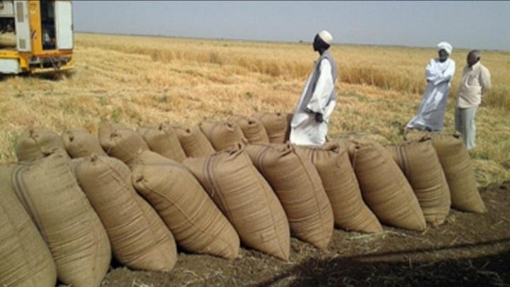 السودان  يُقلِّل  من الدّعم العالمي  ويكشف  عن وفرة   بمحصول القمح