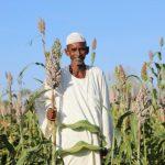 السودان: تحذيرات من إعسار المزراعين بعد تدني الإنتاج بالقضارف