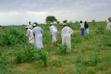 وزير الزراعة ينفي التقارير حول وجود مجاعة في السودان